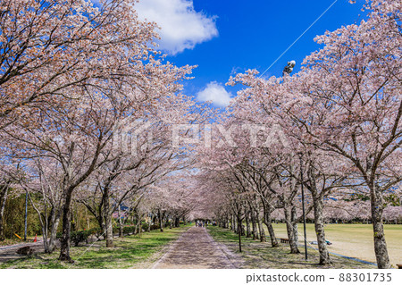 “日本櫻花百選”中玄公園（鹿兒島縣伊佐市） 88301735