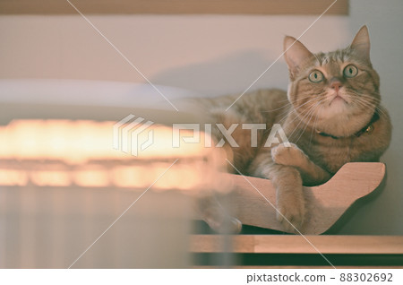 Life with a cat I love stoves 4 88302692