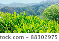 Tea field 88302975