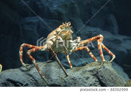 日本蜘蛛蟹 日本蜘蛛蟹 88302999