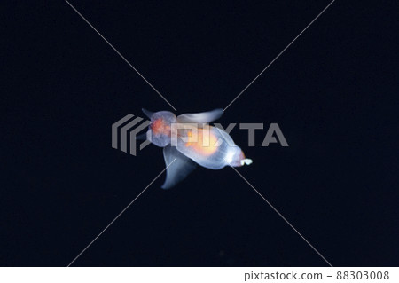 Clione Clione 88303008