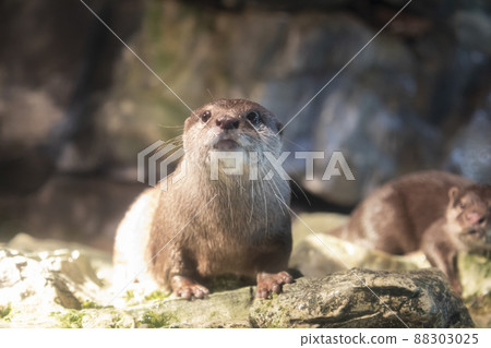 Kotsumekawauso 88303025