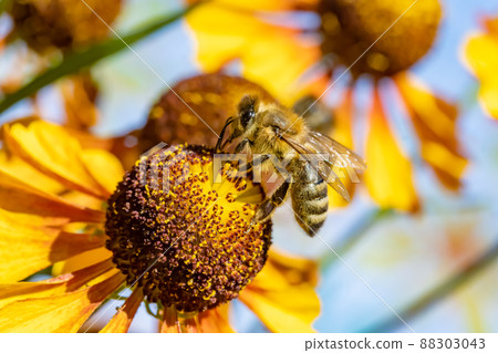 A bee working on a garden with painted flowers on background. 88303043