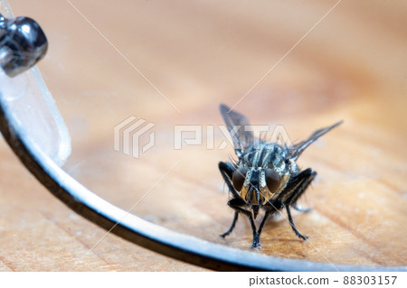 The fly stands on his hind legs and looking through reading glasses 88303157