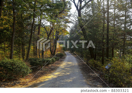 洪陵林秋景 88303321