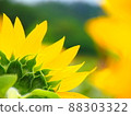 Summer is approaching 88303322