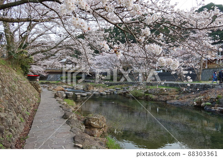 日本河景:流經山口縣長門市湯本溫泉區的深川上游的耳垂河、一之瀨橋和櫻花樹。 日本河景:流經山口縣長門市湯本溫泉區的深川上游的耳垂河、一之瀨橋和櫻花樹。 88303361
