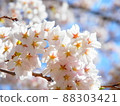 It's a stable cherry blossom. 88303421