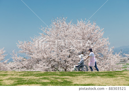 Two wheelchairs walking along the cherry blossom path 88303521