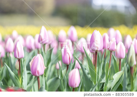 粉色鬱金香花素材圖片[神奈川縣] 88303589