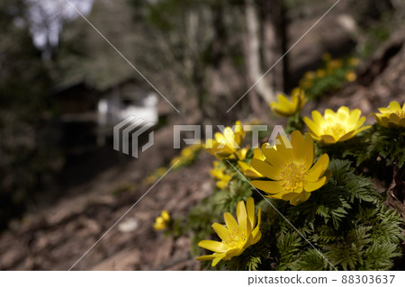 Adonis ramosa blooming in the forest belt in early spring with a wide-angle lens 88303637