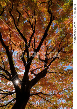 Bright autumn leaves in the backlight and the light beam from the silhouette of the trunk 88303691