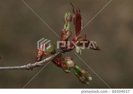 天然植物山櫻,3月下旬發芽。有光澤的紅褐色新葉和新芽同時展開 天然植物山櫻,3月下旬發芽。有光澤的紅褐色新葉和新芽同時展開 88304037