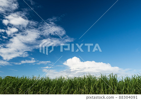 Blue sky, clouds and sugar cane fields (Okinoerabujima, Kagoshima Prefecture) 88304091