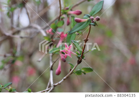 Ugis Kagura Flower Ugis Kagura Flower 88304135