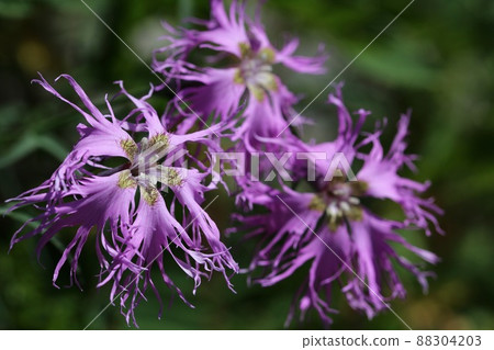 [Nagano / Gifu / Mt. Shirouma / August] Dianthus superbus vulgaris that grows naturally near the summit of Mt. Shirouma 88304203