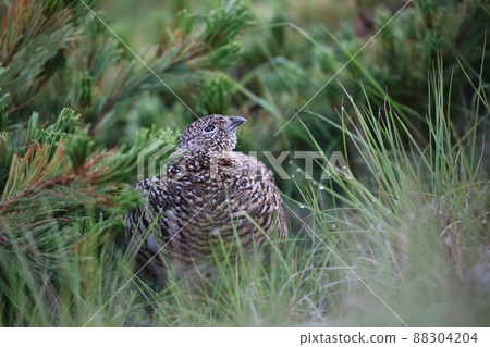 [Nagano / Gifu / Mt. Shirouma / August] Japanese grouse staring at the sky behind flowers 88304204