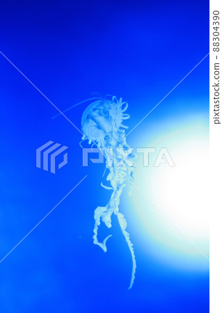 漂浮的水母 88304390
