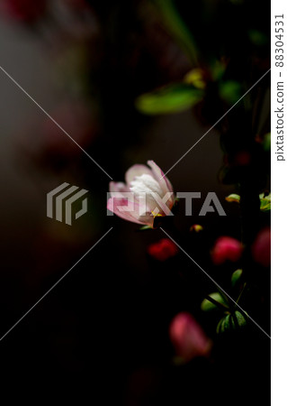 Pink snow willow 88304531