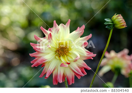 Dahlia 88304540