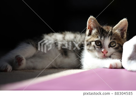 A kitten staring at us with clear eyes A kitten staring at us with clear eyes 88304585