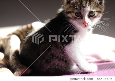 Kitten warms up in bright sunlight 88304586