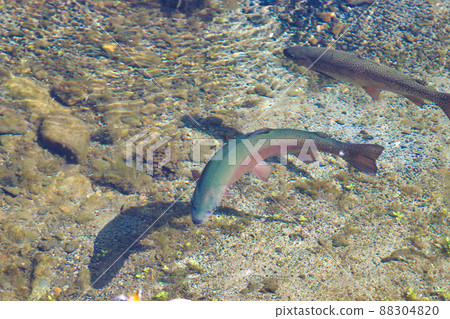 虹鱒魚 88304820