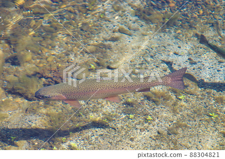 虹鱒魚 88304821