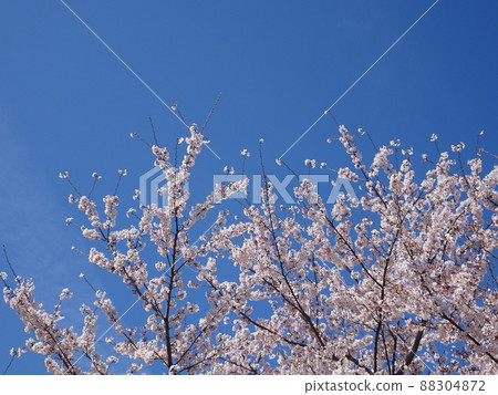 Aozora and Sakura 88304872