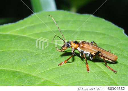 Jau Cainbon 88304882