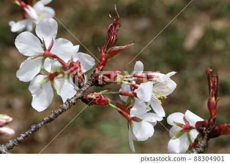 Natural plant Yamazakura, a wild species endemic to Japan. The number of flowers is less than that of Yoshino cherry tree Natural plant Yamazakura, a wild species endemic to Japan. The number of flowers is less than that of Yoshino cherry tree 88304901