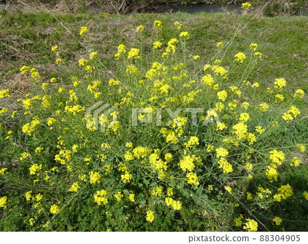 靜岡縣藤枝市栃山川沿岸油菜花盛開的春天懷舊風景攝影 88304905