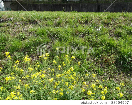 Fujieda City, Shizuoka Prefecture Rape blossoms along the Tochiyama River Spring nostalgic landscape photography Fujieda City, Shizuoka Prefecture Rape blossoms along the Tochiyama River Spring nostalgic landscape photography 88304907