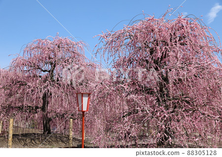 [Suzuka City, Mie Prefecture, Suzuka Forest Garden, March] Weeping Plum Festival 88305128