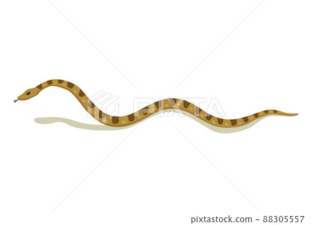 Venomous snake. Danger color animal. Poisonous reptile crawl. Decorative character, wildlife nature animal Venomous snake. Danger color animal. Poisonous reptile crawl. Decorative character, wildlife nature animal 88305557