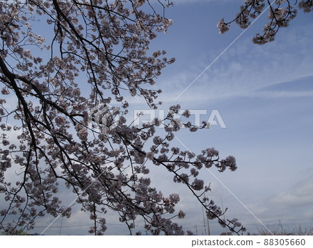 Fujieda City, Shizuoka Prefecture Cherry blossoms along the Tochiyama River Cherry blossoms in full bloom Spring nostalgic landscape photography Fujieda City, Shizuoka Prefecture Cherry blossoms along the Tochiyama River Cherry blossoms in full bloom Spring nostalgic landscape photography 88305660