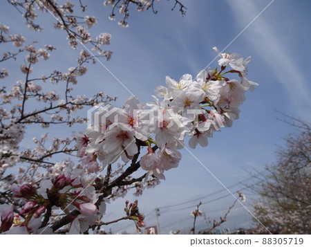 Fujieda City, Shizuoka Prefecture Cherry blossoms along the Tochiyama River Cherry blossoms in full bloom Spring nostalgic landscape photography Fujieda City, Shizuoka Prefecture Cherry blossoms along the Tochiyama River Cherry blossoms in full bloom Spring nostalgic landscape photography 88305719