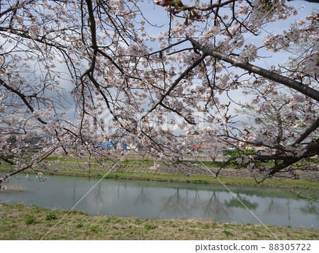 Fujieda City, Shizuoka Prefecture Cherry blossoms along the Tochiyama River Cherry blossoms in full bloom Spring nostalgic landscape photography Fujieda City, Shizuoka Prefecture Cherry blossoms along the Tochiyama River Cherry blossoms in full bloom Spring nostalgic landscape photography 88305722