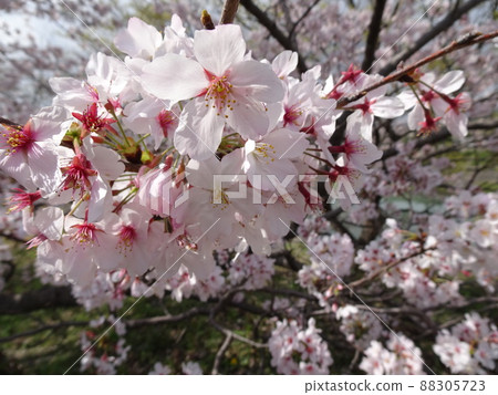 Fujieda City, Shizuoka Prefecture Cherry blossoms along the Tochiyama River Cherry blossoms in full bloom Spring nostalgic landscape photography 88305723