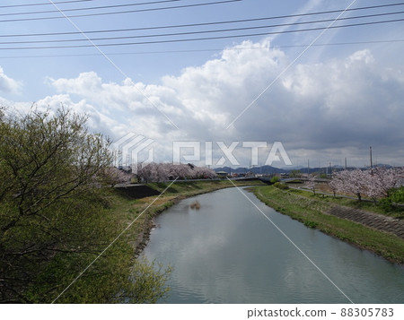 靜岡縣藤枝市 栃山川沿岸的櫻花 盛開的櫻花 春天的懷舊風景攝影 88305783
