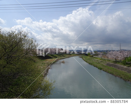 靜岡縣藤枝市 栃山川沿岸的櫻花 盛開的櫻花 春天的懷舊風景攝影 88305784