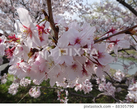 Fujieda City, Shizuoka Prefecture Cherry blossoms along the Tochiyama River Cherry blossoms in full bloom Spring nostalgic landscape photography Fujieda City, Shizuoka Prefecture Cherry blossoms along the Tochiyama River Cherry blossoms in full bloom Spring nostalgic landscape photography 88305790