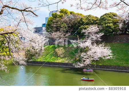 Cherry tree full bloom Chidorigafuchi Cherry tree full bloom Chidorigafuchi 88305918