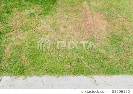 Dead grass of the nature background. a patch is caused by the destruction of fungus Rhizoctonia solani grass leaf change from green to dead brown in a circle lawn texture background dead dry grass. 88306130