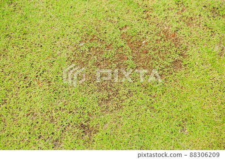 Dead grass of the nature background. A patch is caused by the destruction of fungus Rhizoctonia Solani grass leaf change from green to dead brown in a circle lawn texture background dead dry grass. Dead grass of the nature background. A patch is caused by the destruction of fungus Rhizoctonia Solani grass leaf change from green to dead brown in a circle lawn texture background dead dry grass. 88306209
