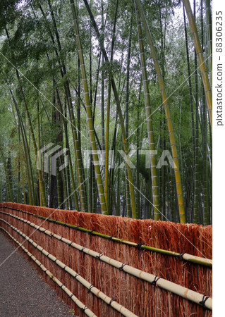 Romantic Ibaraki (Bamboo forest where the remaining snow in early spring melts and shines. Kairakuen in Mito.) 88306235