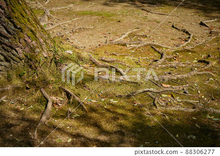 地上爬著根和苔蘚 88306277
