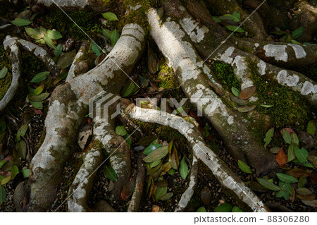 Roots covering the ground 88306280