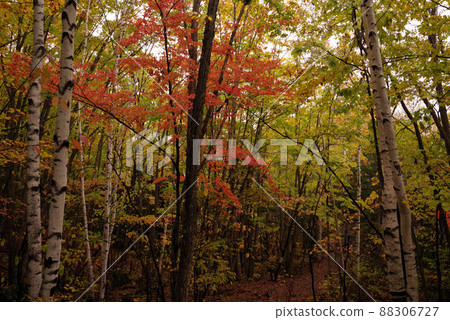 Autumn leaves on the Zengorono Falls promenade Autumn leaves on the Zengorono Falls promenade 88306727