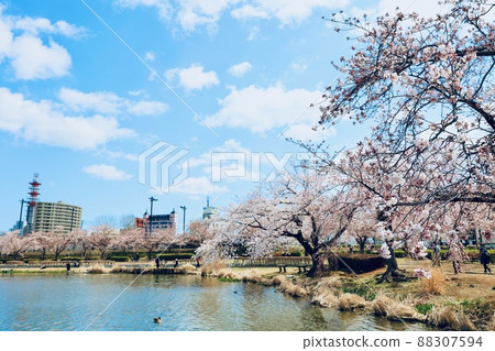 在茨城縣春天美圖市的森巴湖 88307594